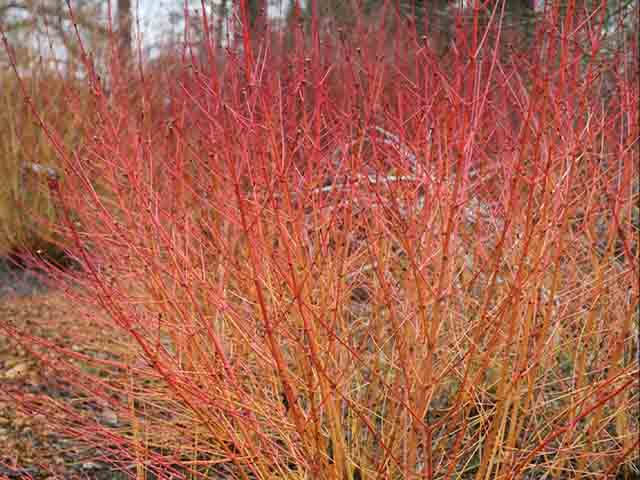 waitrose winterfire - how to inject colour into your garden this winter - garden - goodhomesmagazine.com