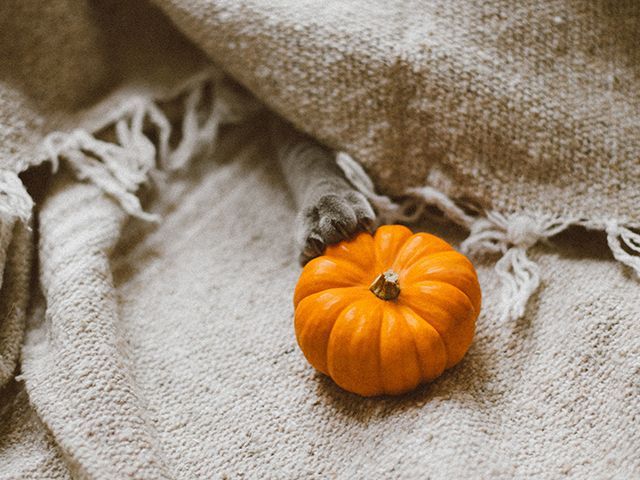 yulia-chinato unsplash halloween mini pumpin - inspiration - goodhomesmagazine.com