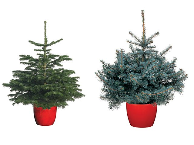 dobbies small potted christmas trees for outside - inspiration - goodhomesmagazine.com