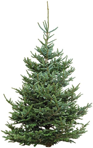 fraser fir cut tree