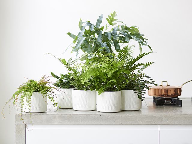 joyofplants.co.uk kitchen filled with plants - goodhomesmagazine.com