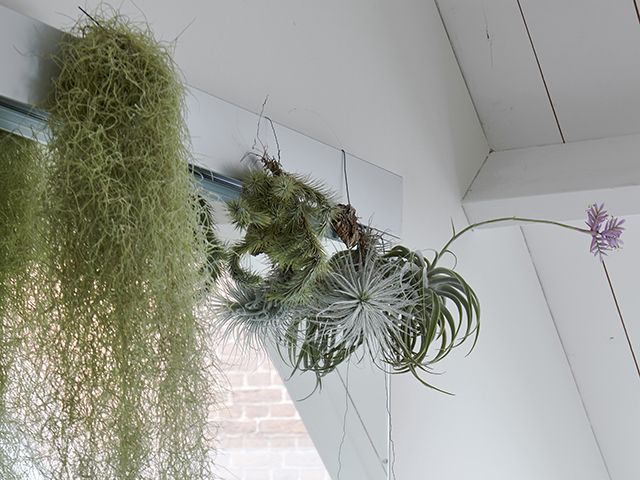 joyofplants.co.uk air plants in bathroom - inspiration - goodhomesmagazine.com