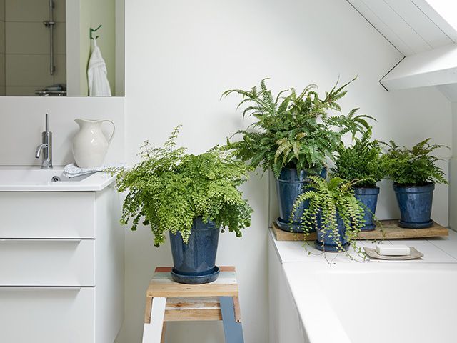 thejoyofplants.co.uk ferns in a bathroom - goodhomesmagazine.com