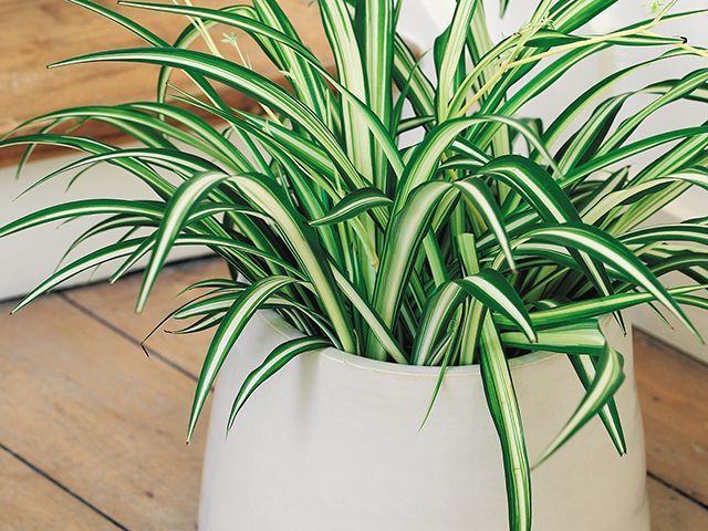 joyofplats.co.uk spider plant for bathroom - goodhomesmagazine.com