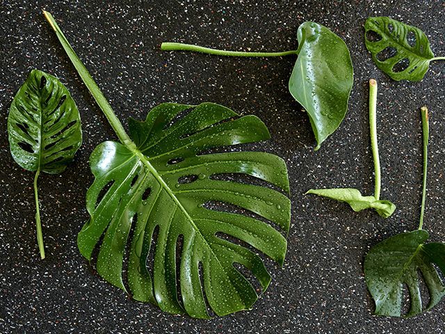 joyofplants.co.uk monstera leaf - goodhomesmagazine.com
