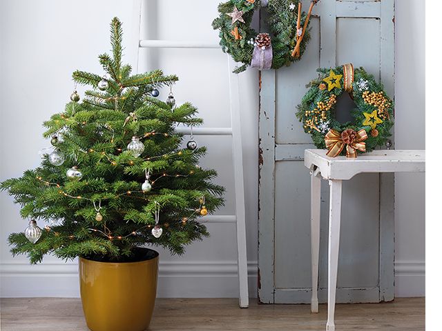 lidl potted tree - Lidl is selling real Christmas trees for £17.99 - shopping - goodhomesmagazine.com