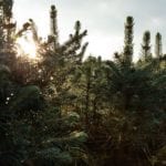 lidl trees sun - Lidl is selling real Christmas trees for £17.99 - shopping - goodhomesmagazine.com