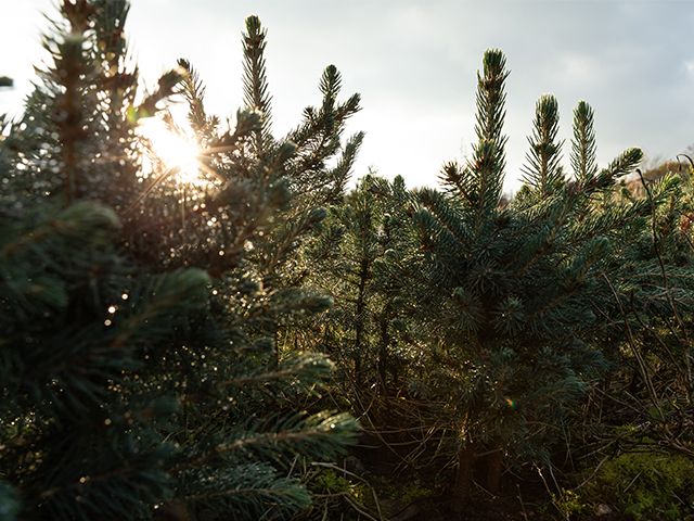 Lidl is selling real Christmas trees for under £20