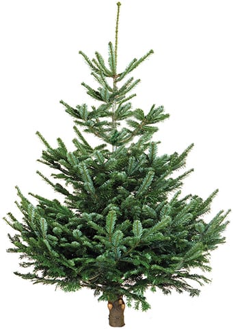 nordmann fir christmas tree