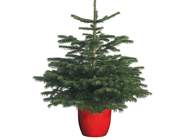 potted christmas tree