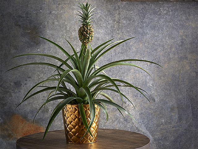 dobbies pineappleplant - top houseplants for your home this christmas - inspiration - goodhomesmagazine.com