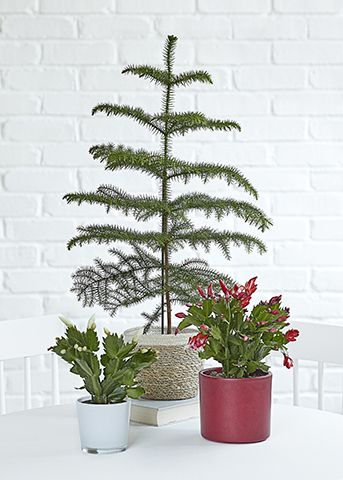 dobbies xmas - top houseplants for your home at christmas - inspiration - goodhomesmagazine.com