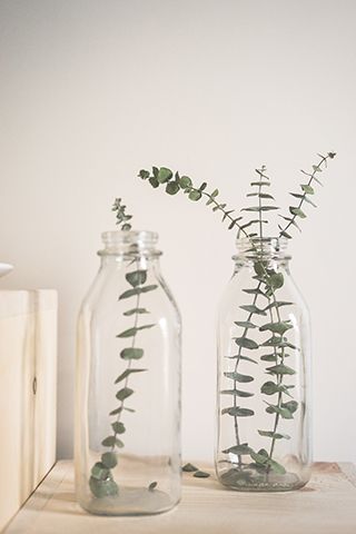 eucalyptus stem - top houseplants for your home this christmas - inspiration - goodhomesmagazine.com