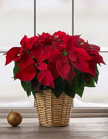 ms poinsetta - top houseplants for your home this christmas - inspiration - goodhomesmagazine.com