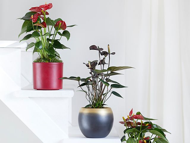 opener - top houseplants for your home this Christmas - inspiration - goodhomesmagazine.com