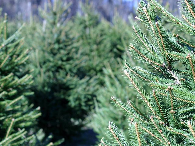 rachael ashmore trees - how to make a real Christmas tree last longer - inspiration - goodhomesmagazine.com