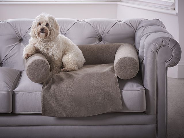 dougal bed living it up - goodhomesmagazine.com