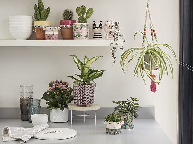 houseplants in a variety of plant pots on a worksurface, on a shelf and hanging plants