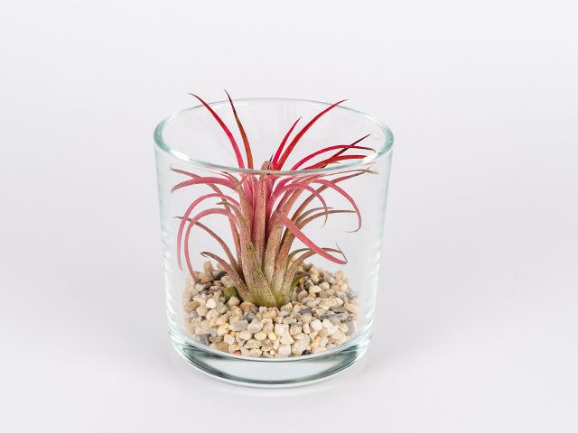 flamingo air plant from lidl - lidl launches a range of air-purifying plants - news - goodhomesmagazine.com