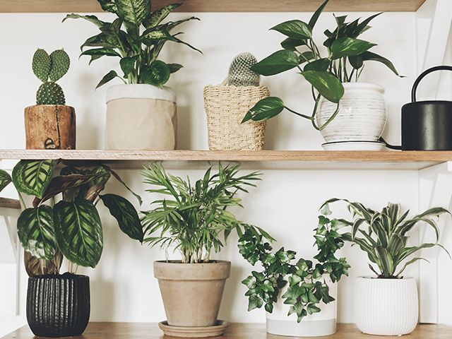 lidls new range of plants - lidl launches a range of air-purifying plants - news - goodhomesmagazine.com