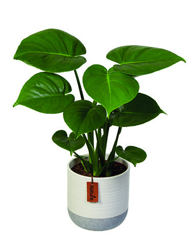 plant in copper pot - lidl launches a range of air purifying plants - news - goodhomesmagazine.com