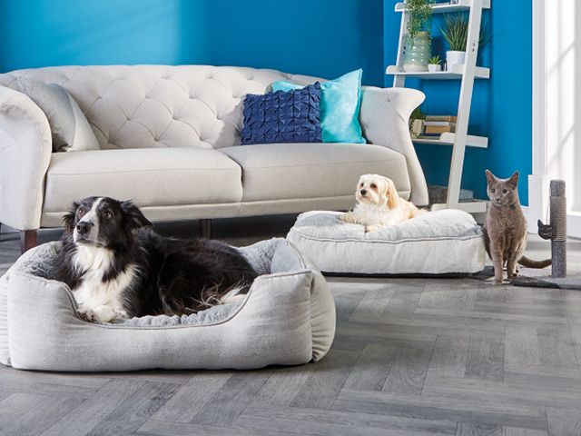 aldi latest pet collection - celebrate national love your pet day with aldi's latest range - news - goodhomesmagazine.com