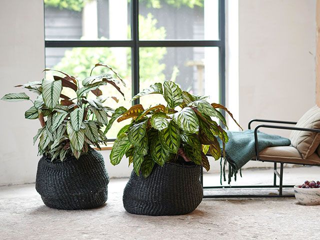 calanthea plants in living room - goodhomesmagazine.com