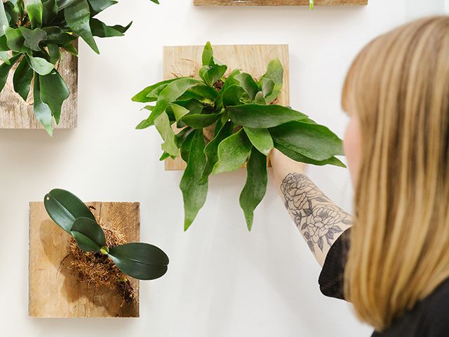 The Plant Room / Furniture Choice. Photography by Joanne Crawford