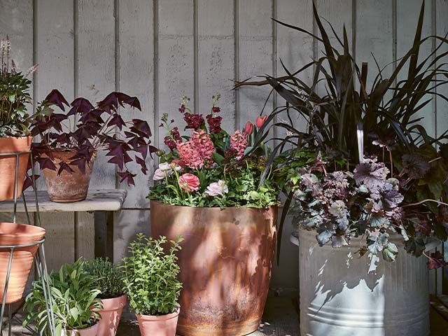 container gardening - how to create your own modern container garden - garden - goodhomesmagazine.com