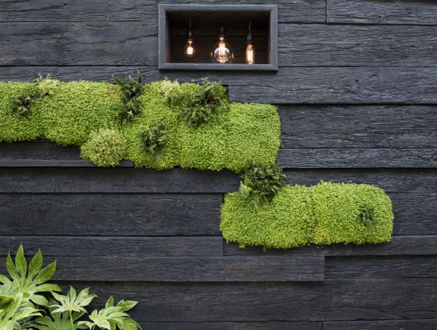 dark wall decking with living wall
