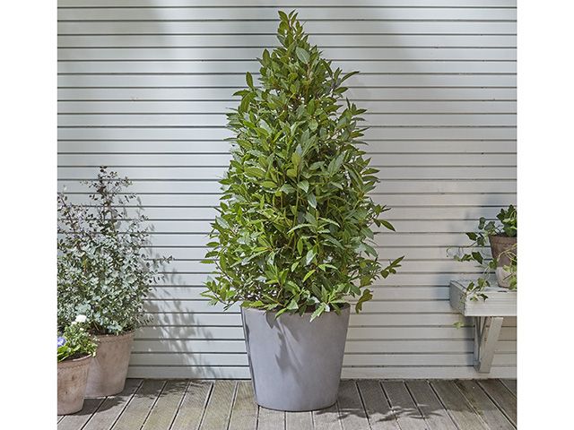 Bay tree in pot - garden - goodhomesmagazine.com 