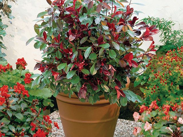 Photinia little red robin christmas berry tree from qvc - garden - goodhomesmagazine.com