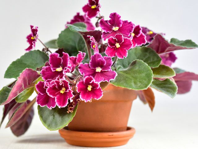 african violets - the best houseplants for you according to your star sign - inspiration - goodhomesmagazine.com