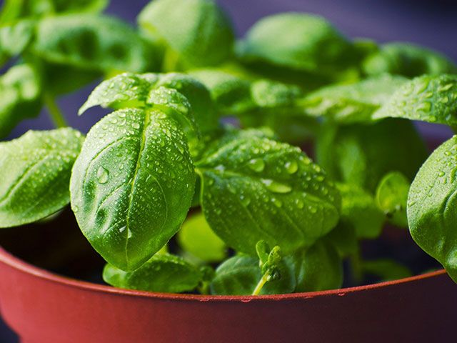 basil herb in pot - how to bring the outside in with an island planter - kitchen - goodhomesmagazine.com