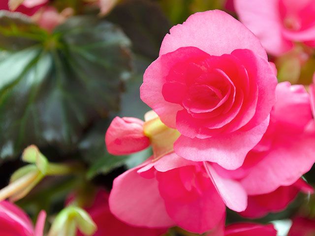 begonia plant - the best houseplants for you according to your star sign - inspiration - goodhomesmagazine.com