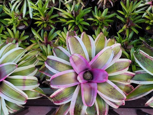 bromeliad plant - the best houseplants for you according to your star sign - inspiration - goodhomesmagazine.com