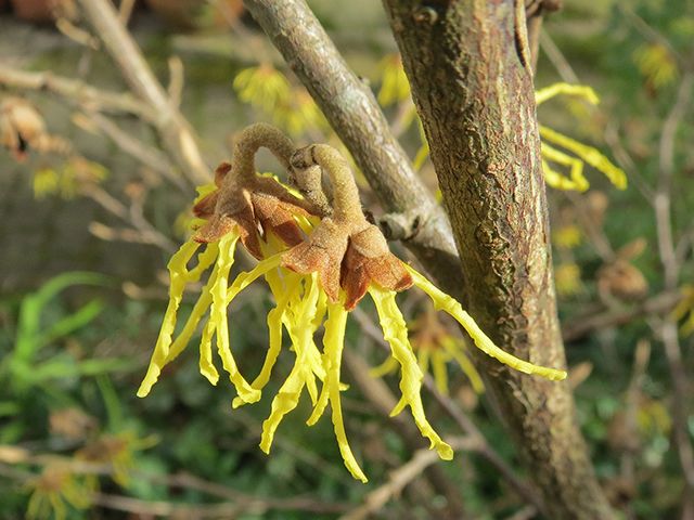 hamamelis virginiana witch hazel tree - garden - goodhomesmagazine.com 