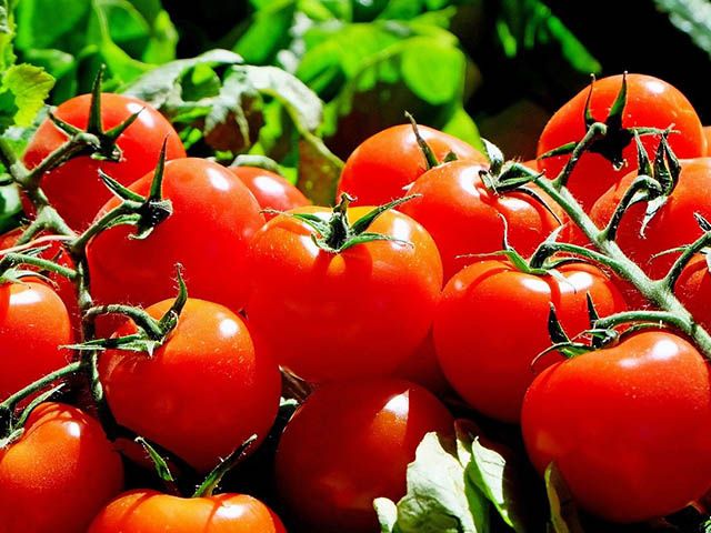homegrown tomatoes - 7 ways to celebrate National Gardening Week - garden - goodhomesmagazine.com