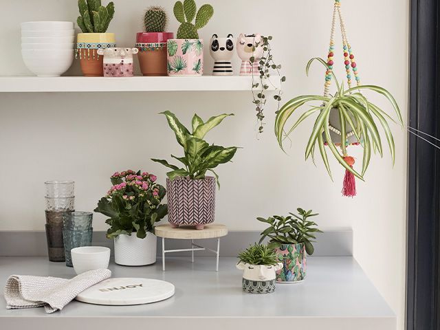houseplants in kitchen - how to create a productive workspace with houseplants - inspiration - goodhomesmagazine.com