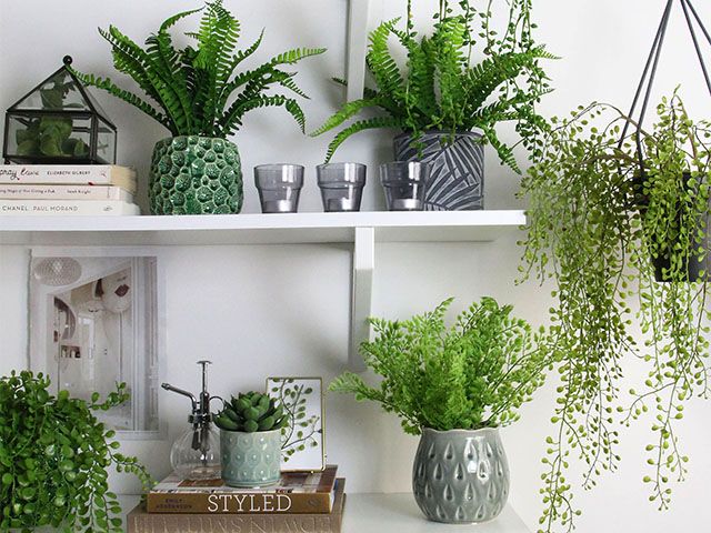 houseplants styled on shelf - the best houseplants for you according to your star sign - inspiration - goodhomesmagazine.com