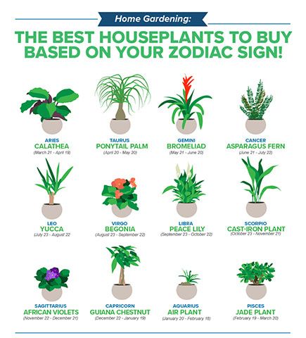 houseplants zodiac sign chart copy - the best houseplants for you according to your star sign - inspiration - goodhomesmagazine.com