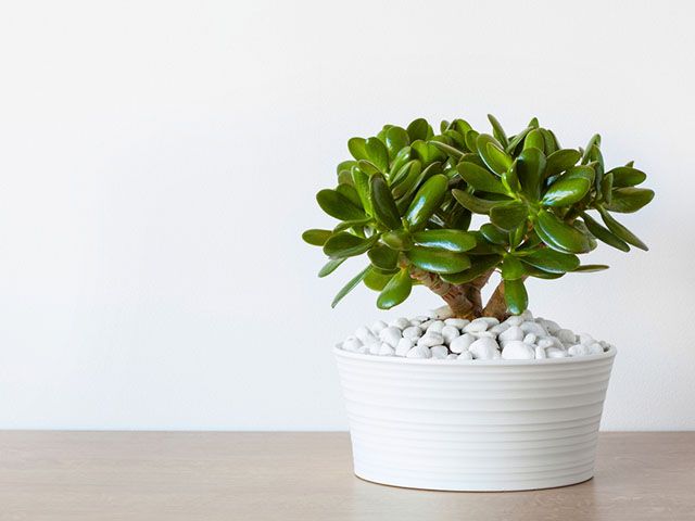 jade plant - the best houseplants for you according to your star sign - inspiration - goodhomesmagazine.com