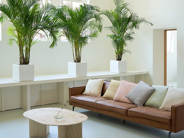 large houseplants in living room - how to create a productive workspace with houseplants - inspiration - goodhomesmagazine.com
