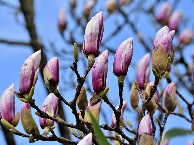 magnolia tree buds - garden - goodhomesmagazine.com