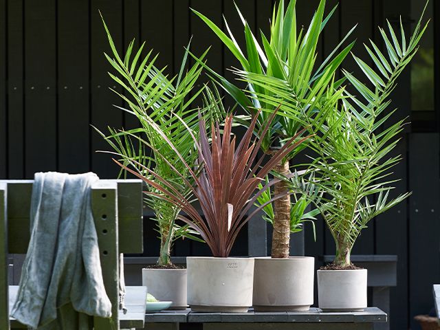 outdoor plants in concrete pots - how to successfully repot your plants - inspiration - goodhomesmagazine.com