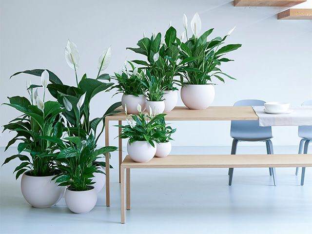 plants in open space - how to create a productive workspace with houseplants - inspiration - goodhomesmagazine.com