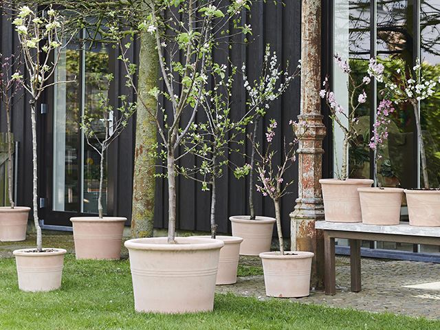 7 Of The Best Trees For Patio Pots And, Outdoor Potted Trees