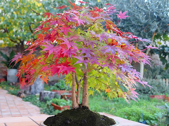 Acer japanese maple tree in container - garden - goodhomesmagazine.com 