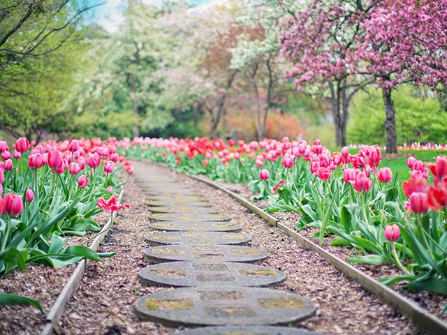 tulip garden - where to find garden inspiration during lockdown - garden - goodhomesmagazine.com