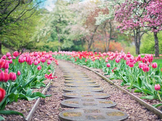 tulips garden path - where to buy plants online during lockdown - shopping - goodhomesmagazine.com